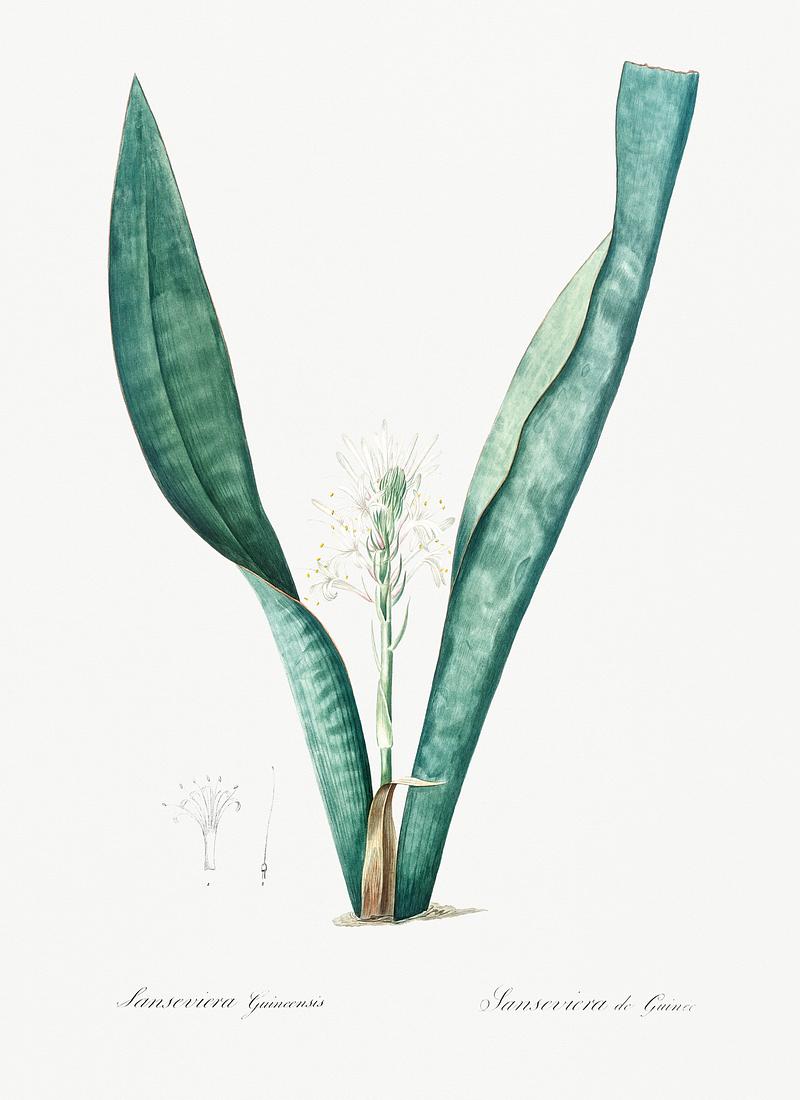 Mother-in-law's tongue illustration from Les liliacées (1805) by Pierre Joseph Redouté (1759-1840). Digitally enhanced by rawpixel. Mother-in-law's tongue illustration from Les liliacées (1805) by Pierre Joseph Redouté (1759-1840). Digitally…