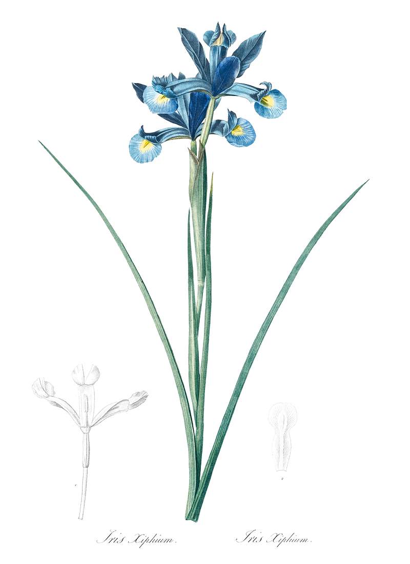 Spanish iris illustration from Les liliacées (1805) by Pierre-Joseph Redouté. Original from New York Public…