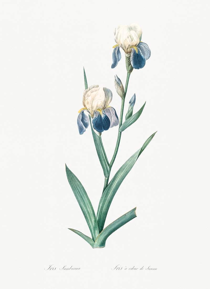 Elder scented iris illustration from Les liliacées (1805) by Pierre-Joseph Redouté. Original from New York…