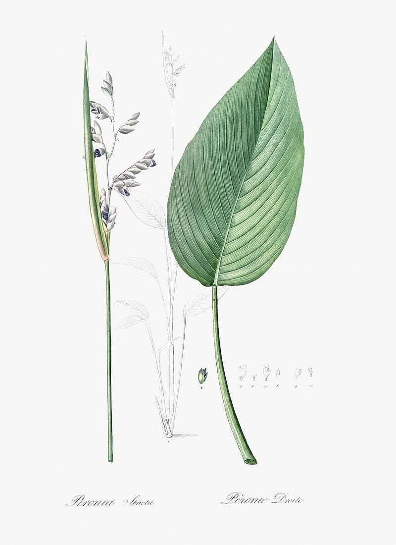 Powdery alligator-flag illustration from Les liliacées (1805) by Pierre Joseph Redouté (1759-1840). Original…