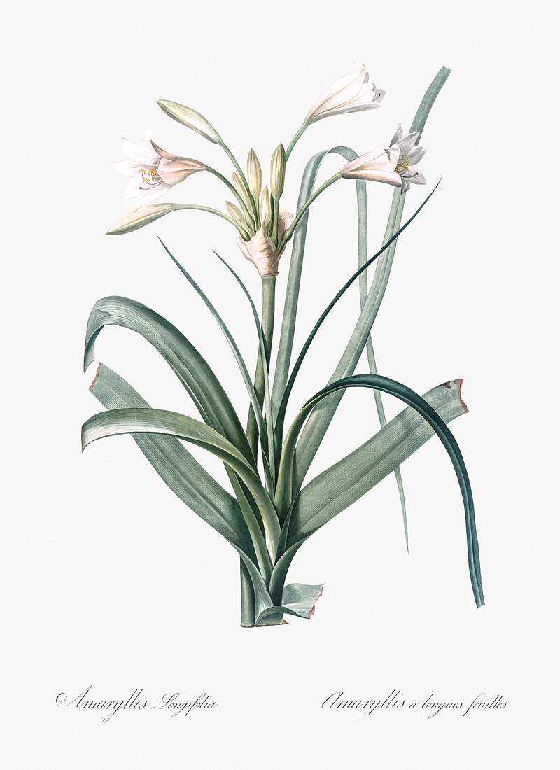 Malgas lily illustration from Les liliacées (1805) by Pierre-Joseph Redouté. Original from New York Public…