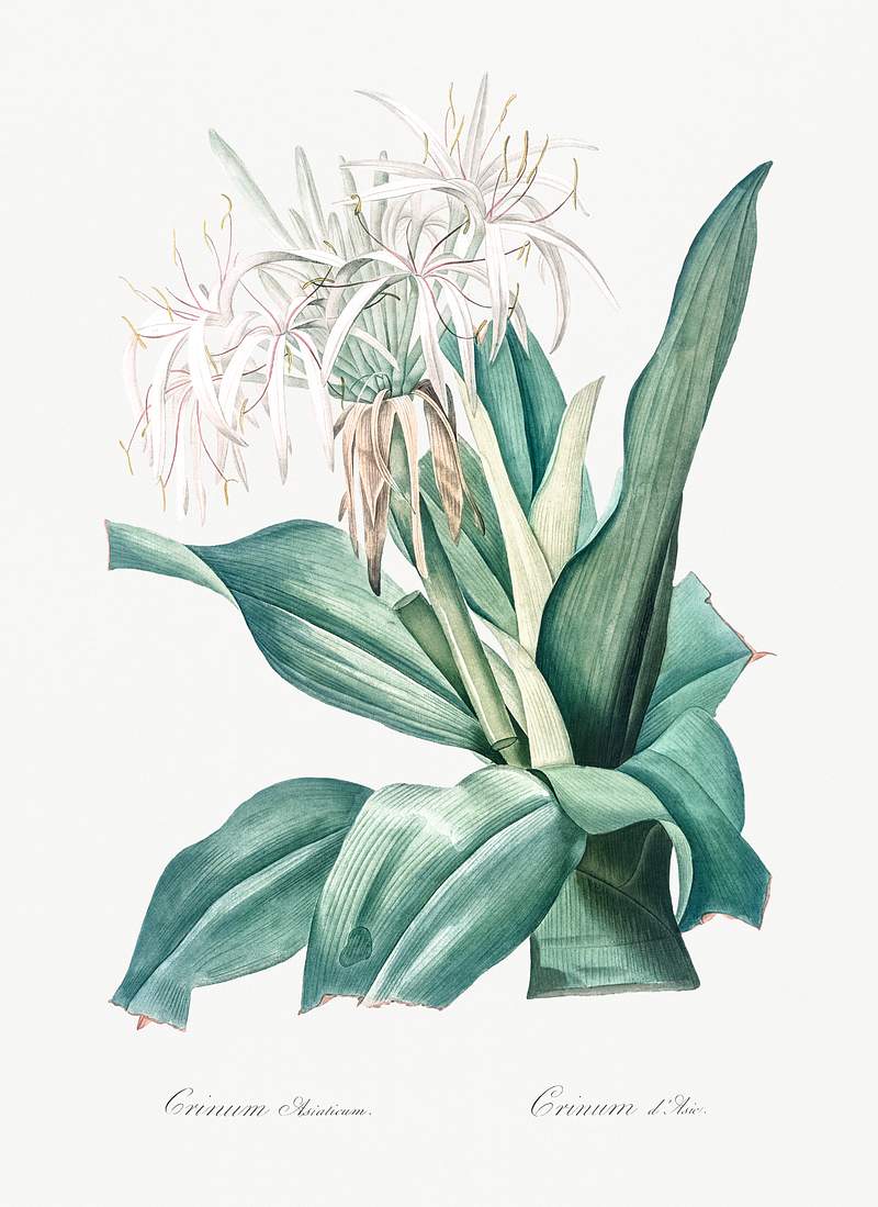 Poison bulb illustration from Les liliacées (1805) by Pierre-Joseph Redouté. Original from New York Public…