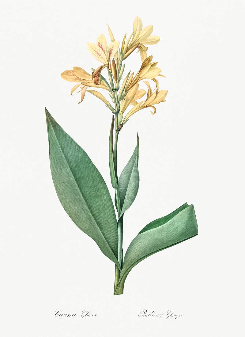Water canna illustration from Les liliacées (1805) by Pierre-Joseph Redouté. Original from New York Public…