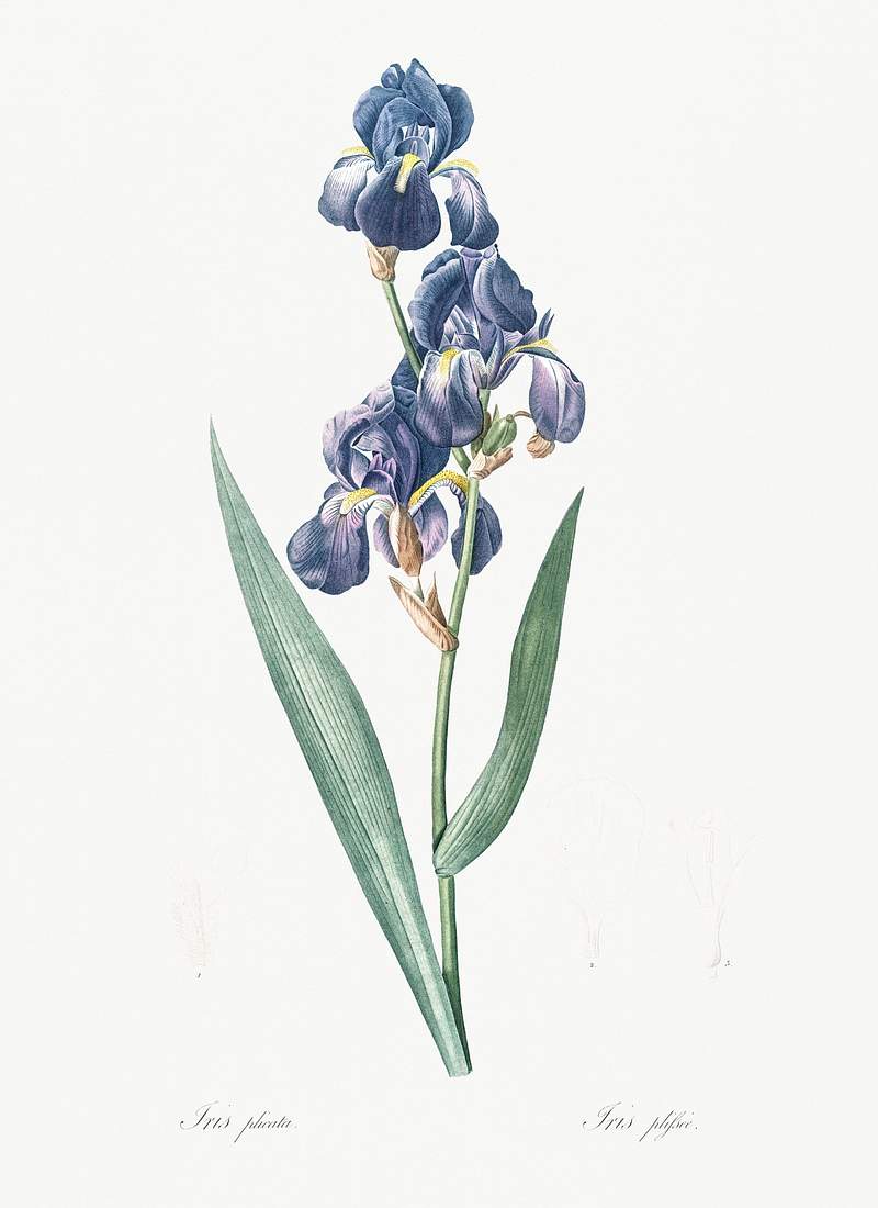 Dalmatian iris illustration from Les liliacées (1805) by Pierre-Joseph Redouté. Original from New York Public…