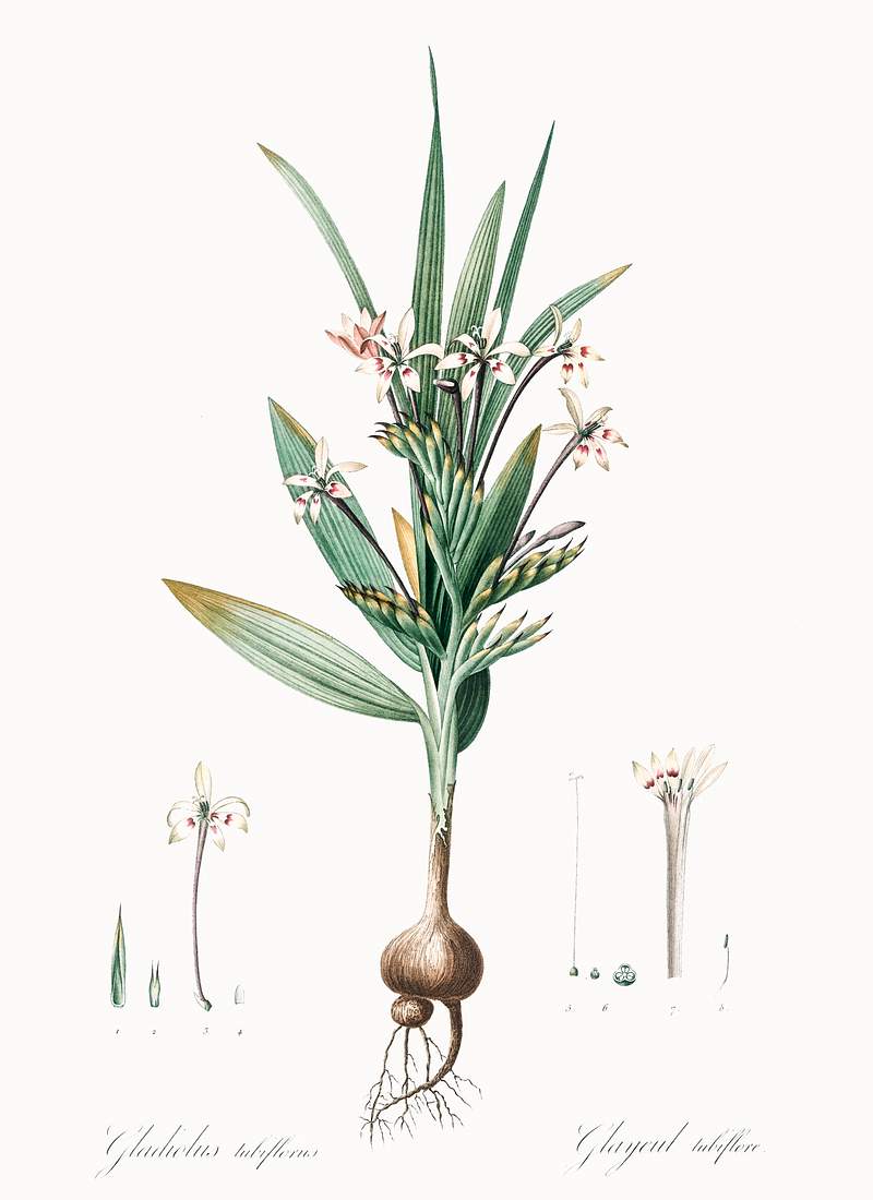 Baboon root illustration from Les liliacées (1805) by Pierre Joseph Redouté (1759-1840). Original from New York…