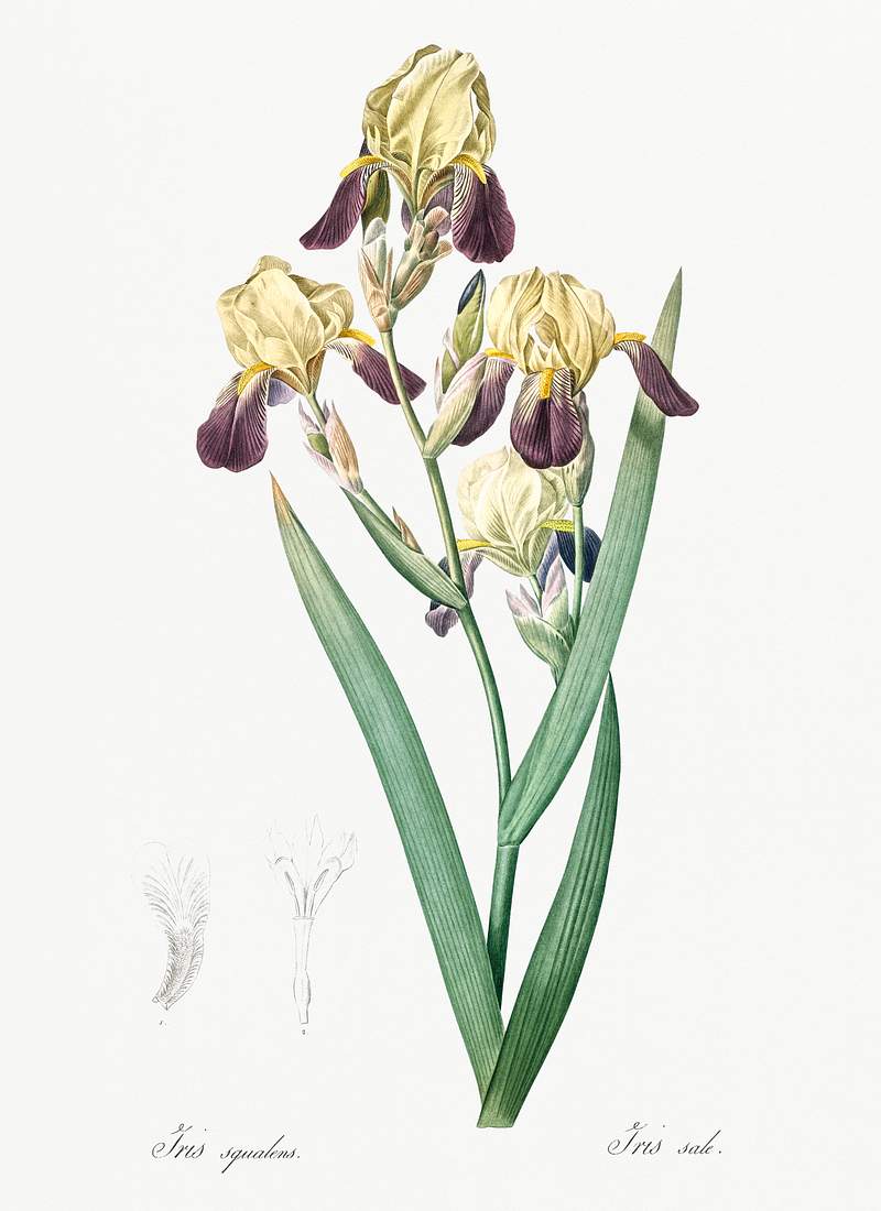 Elder scented iris illustration from Les liliacées (1805) by Pierre-Joseph Redouté. Original from New York…