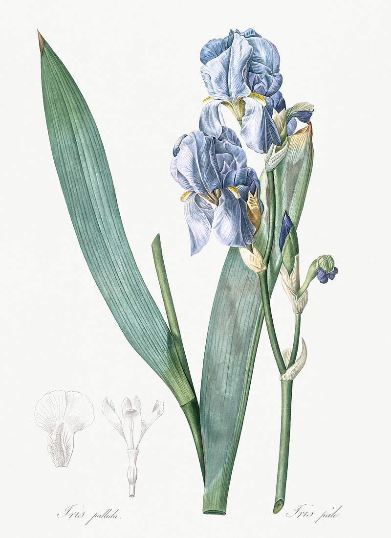 Dalmatian iris illustration from Les liliacées (1805) by Pierre-Joseph Redouté. Original from New York Public…