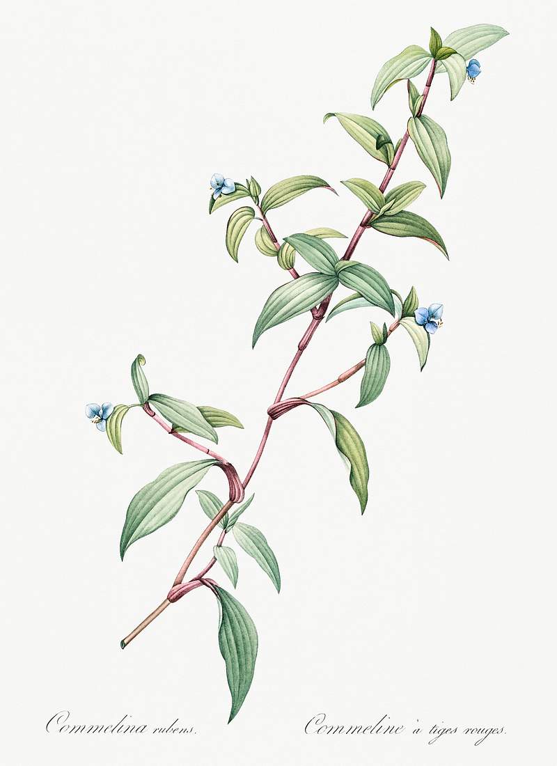 Birdbill dayflower illustration from Les liliacées (1805) by Pierre Joseph Redouté (1759-1840). Original from…