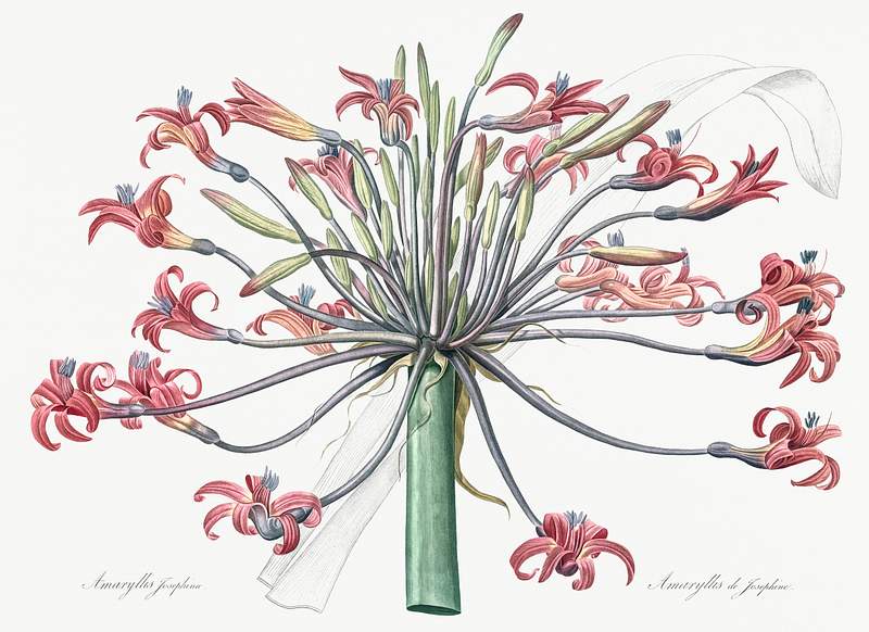 Josephine's lily illustration from Les liliacées (1805) by Pierre-Joseph Redouté. Original from New York Public…