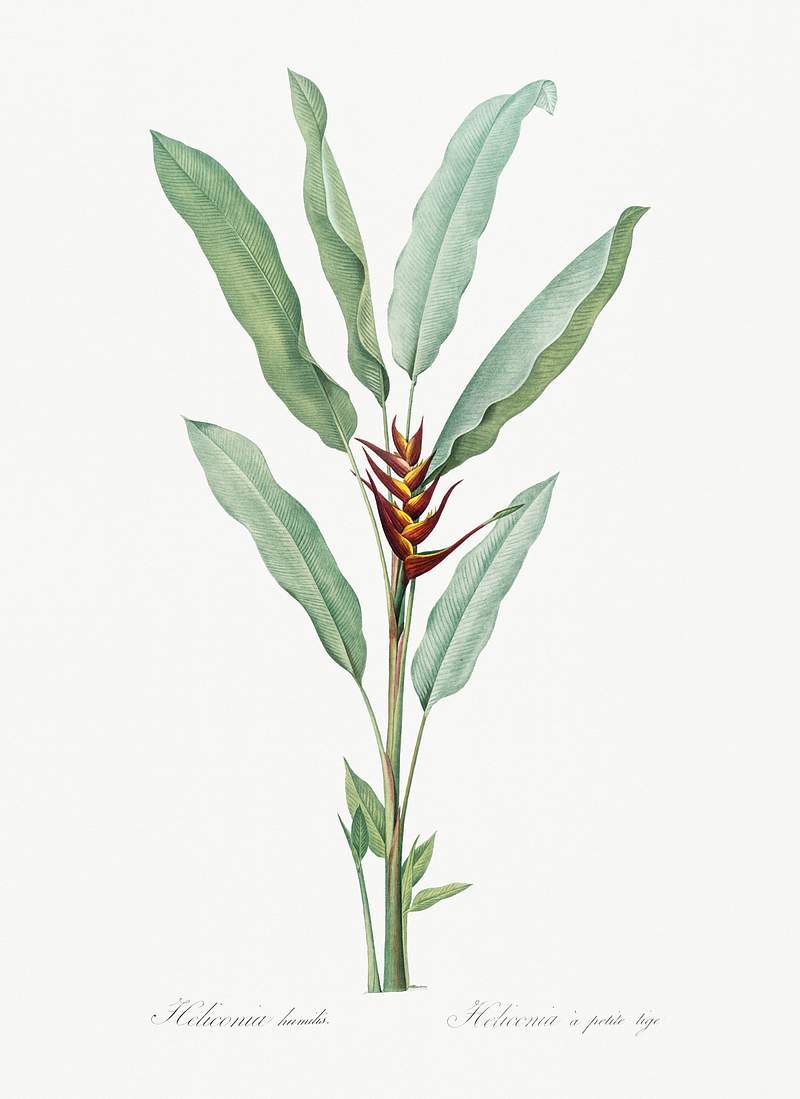 Parrot heliconia illustration from Les liliacées (1805) by Pierre-Joseph Redouté. Original from New York Public…