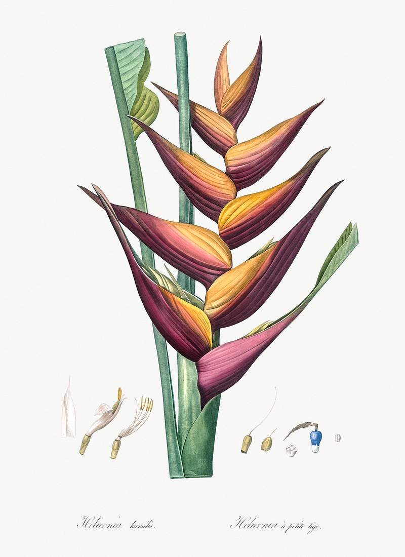 Parrot heliconia illustration from Les liliacées (1805) by Pierre-Joseph Redouté. Original from New York Public…