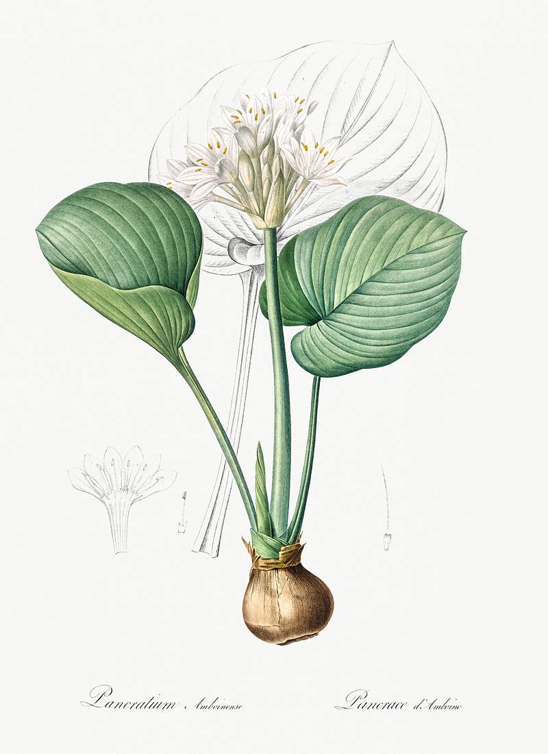 Cardwell lily illustration from Les liliacées (1805) by Pierre-Joseph Redouté. Original from New York Public…