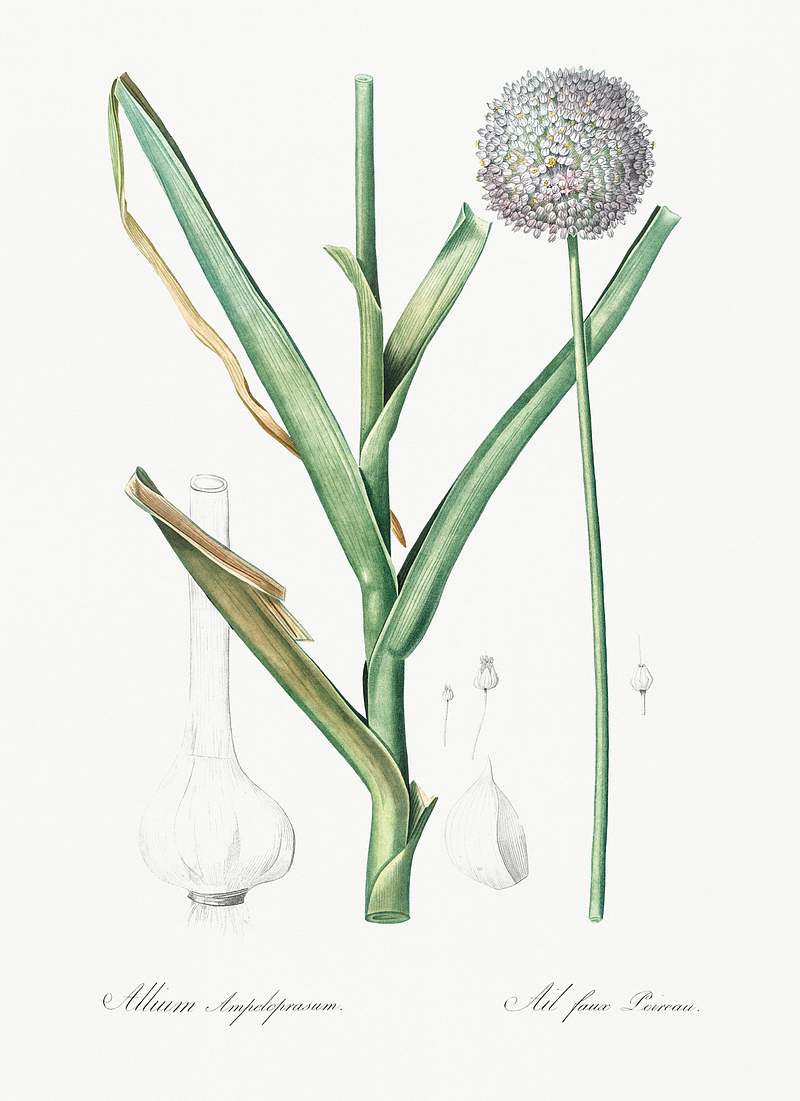 Broadleaf wild leek illustration from Les liliacées (1805) by Pierre-Joseph Redouté. Original from New York…