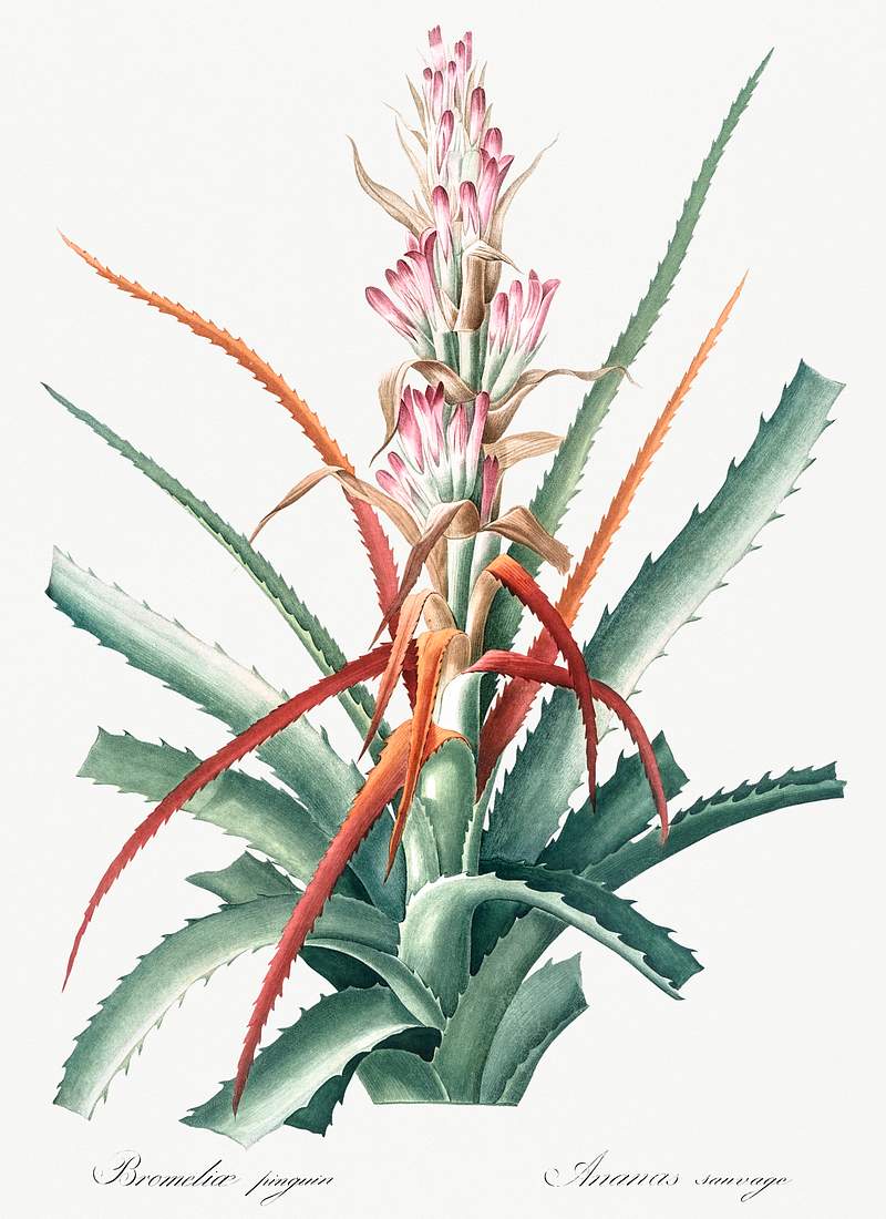 Piñuela illustration from Les liliacées (1805) by Pierre-Joseph Redouté. Original from New York Public…