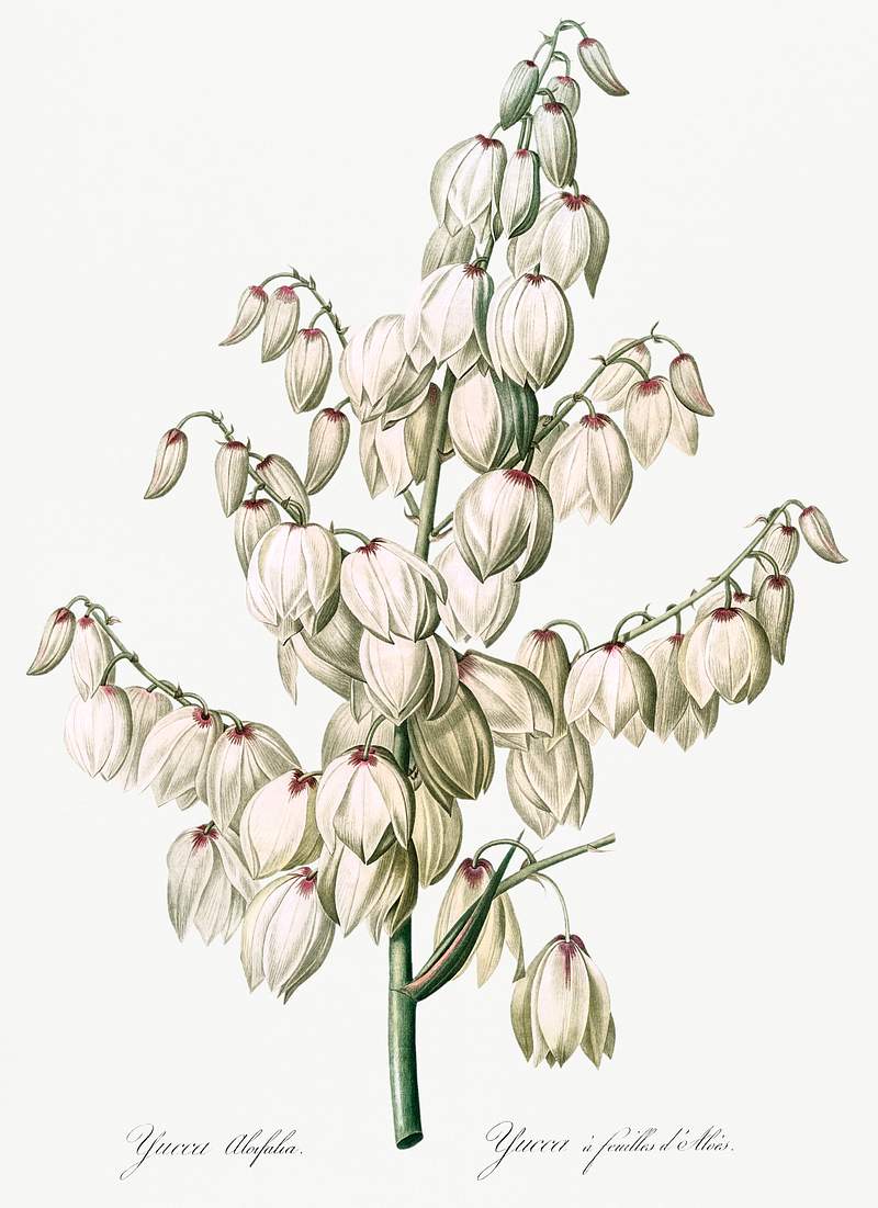 Aloe yucca illustration from Les liliacées (1805) by Pierre-Joseph Redouté. Original from New York Public…