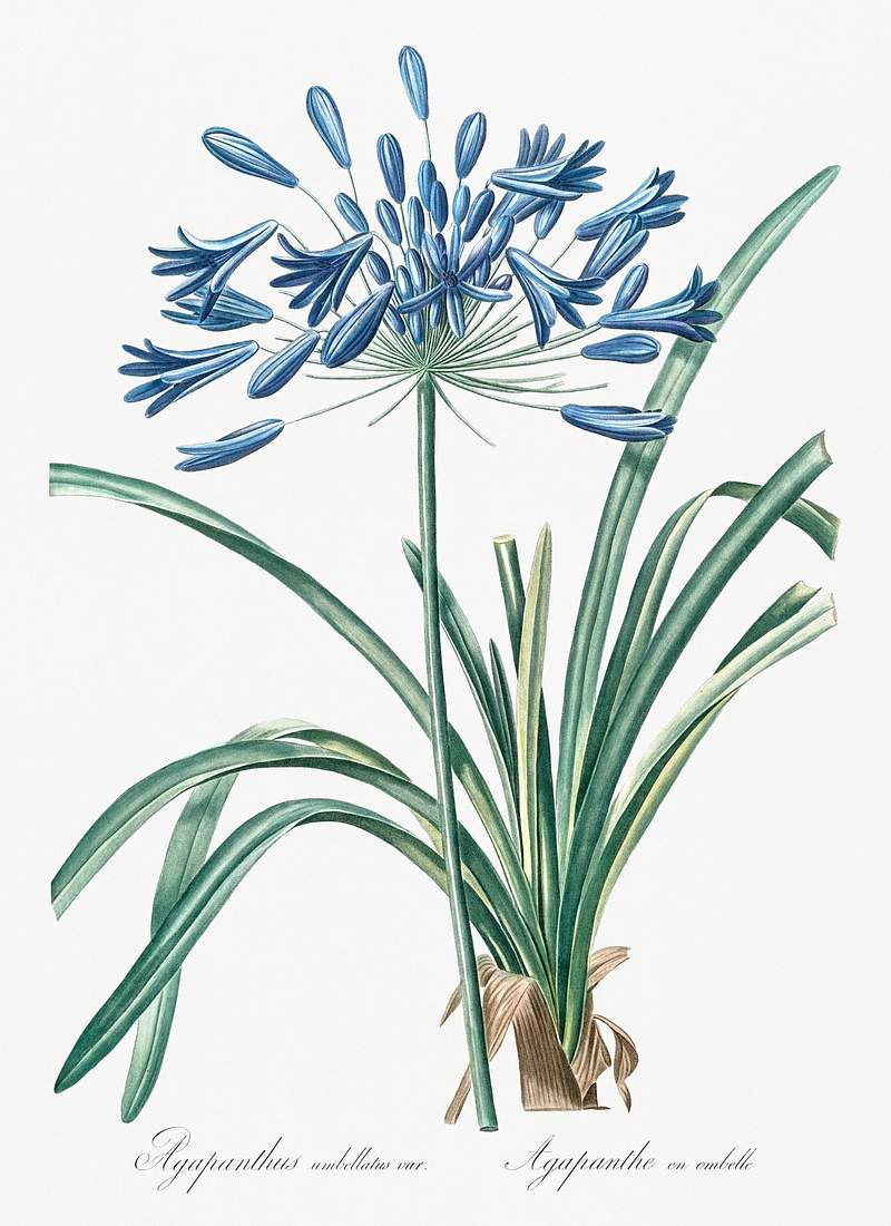 African lily illustration from Les liliacées (1805) by Pierre-Joseph Redouté. Original from New York Public…