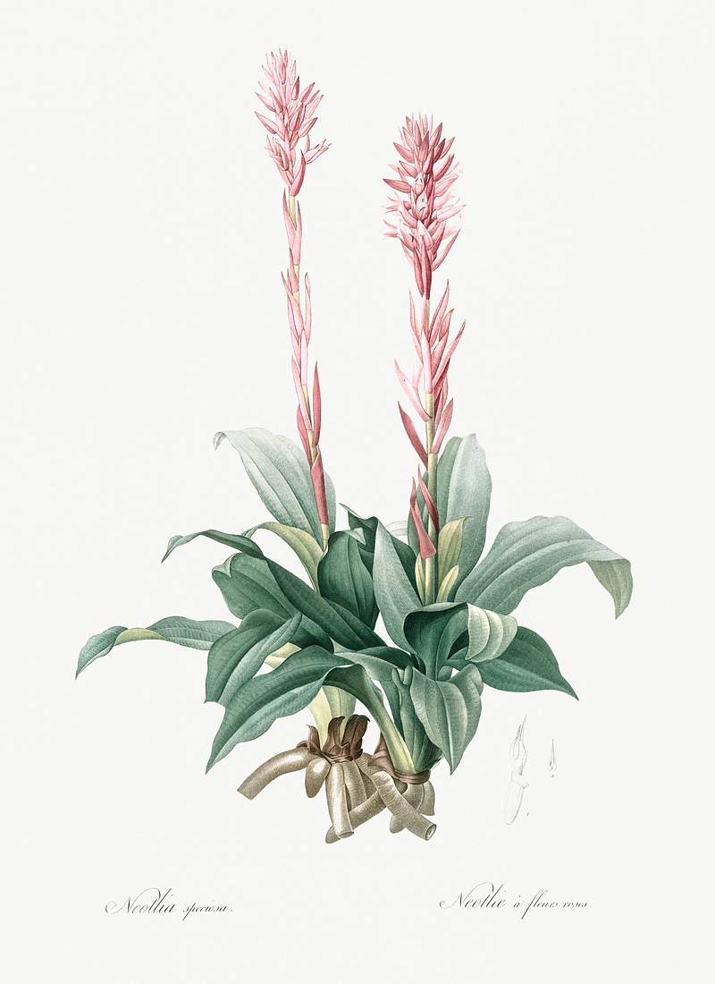 Latin American lady orchid illustration from Les liliacées (1805) by Pierre-Joseph Redouté. Original from New…