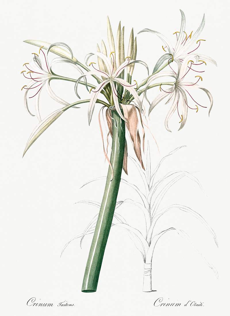 Poison bulb illustration from Les liliacées (1805) by Pierre-Joseph Redouté. Original from New York Public…
