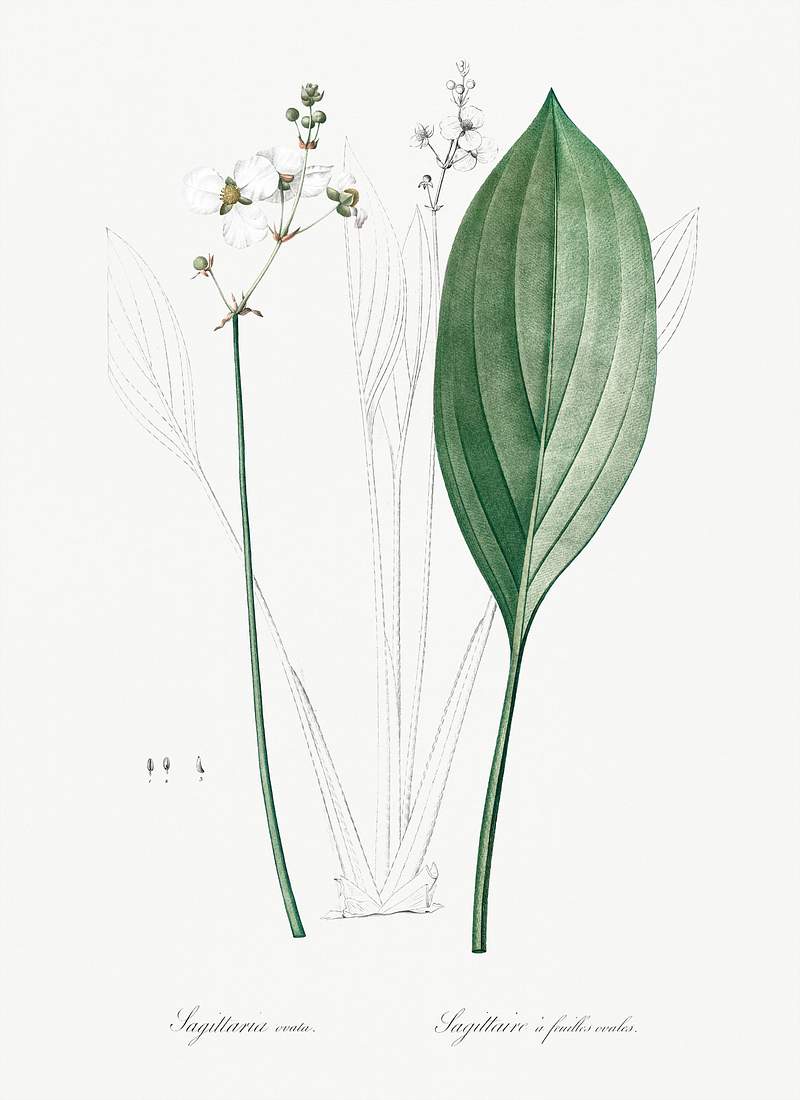 Bulltongue arrowhead illustration from Les liliacées (1805) by Pierre Joseph Redouté (1759-1840). Original from…