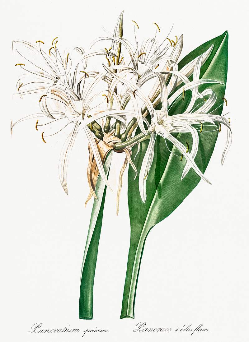 Green-tinge spiderlily illustration from Les liliacées (1805) by Pierre-Joseph Redouté. Original from New York…