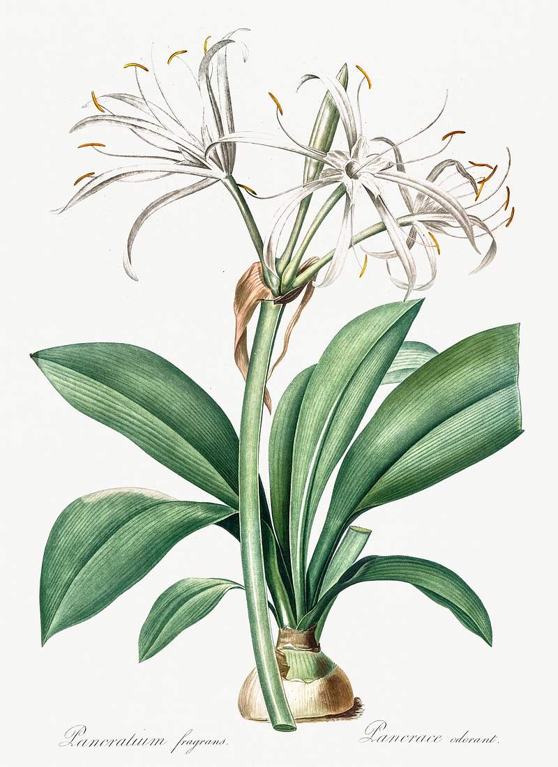 Spider lily illustration from Les liliacées (1805) by Pierre-Joseph Redouté. Original from New York Public…