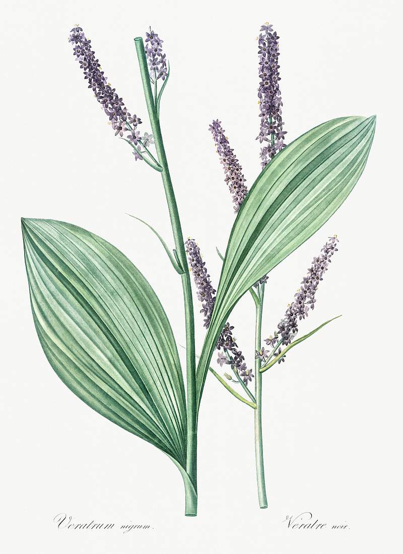 Black false hellebore illustration from Les liliacées (1805) by Pierre-Joseph Redouté. Original from New York…