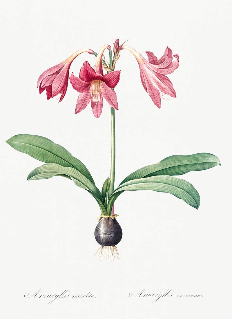 Netted-veined amaryllis illustration from Les liliacées (1805) by Pierre-Joseph Redouté. Original from New York…