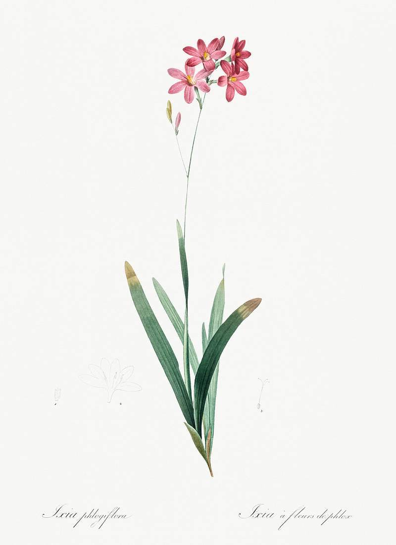 Corn lily illustration from Les liliacées (1805) by Pierre Joseph Redouté (1759-1840). Original from New York…