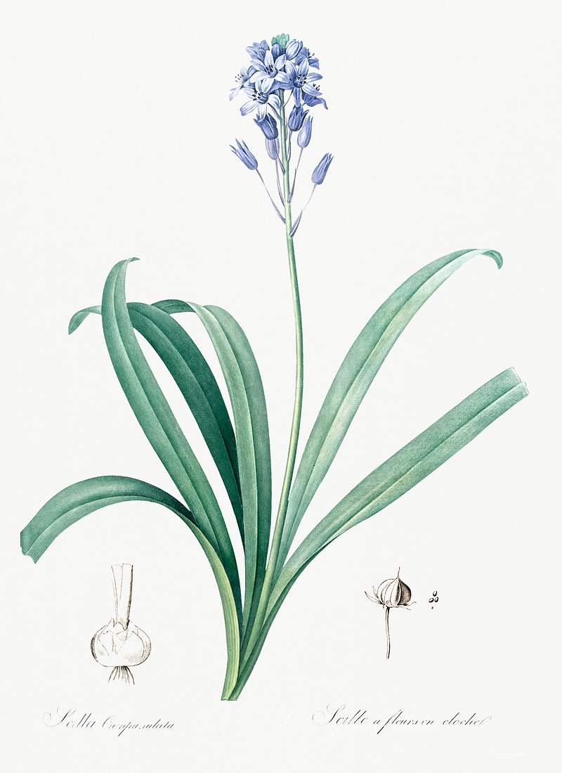 Spanish bluebell illustration from Les liliacées (1805) by Pierre Joseph Redouté (1759-1840). Original from New…