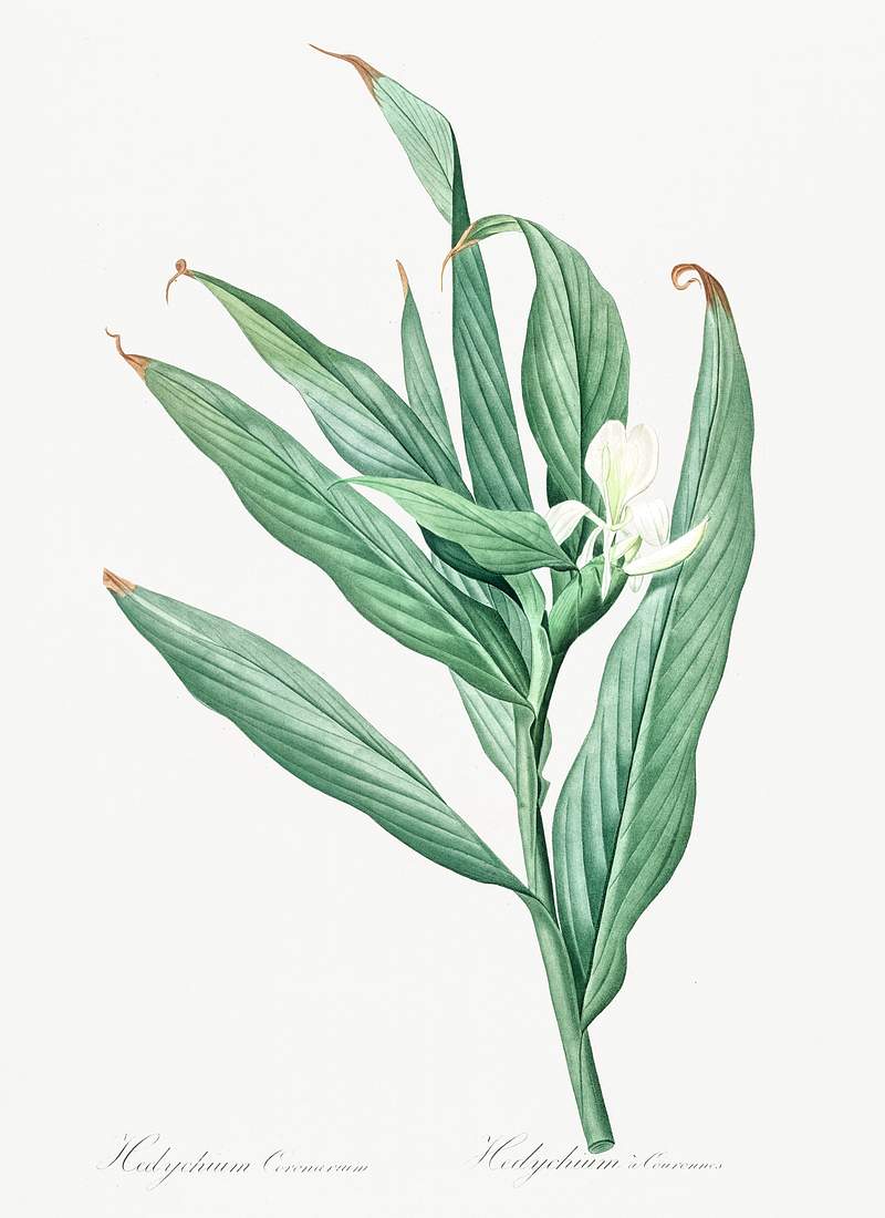 White garland-lily illustration from Les liliacées (1805) by Pierre Joseph Redouté (1759-1840). Original from…