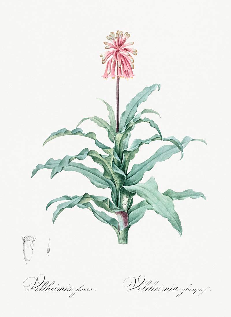 Sand lily illustration from Les liliacées (1805) by Pierre Joseph Redouté (1759-1840). Original from New York…