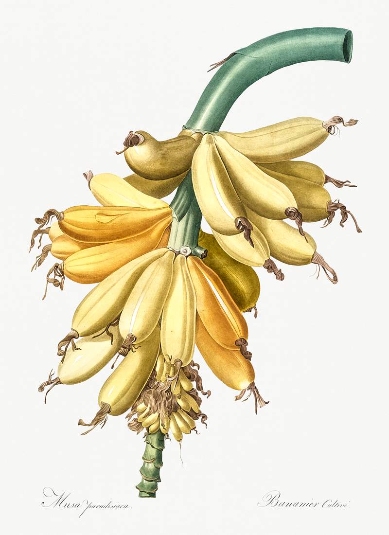 Banana illustration from Les liliacées (1805) by Pierre-Joseph Redouté. Original from New York Public Library.…