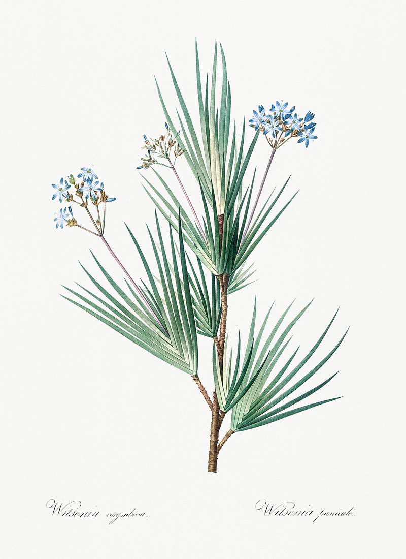 Blue stars illustration from Les liliacées (1805) by Pierre Joseph Redouté (1759-1840). Original from New York…