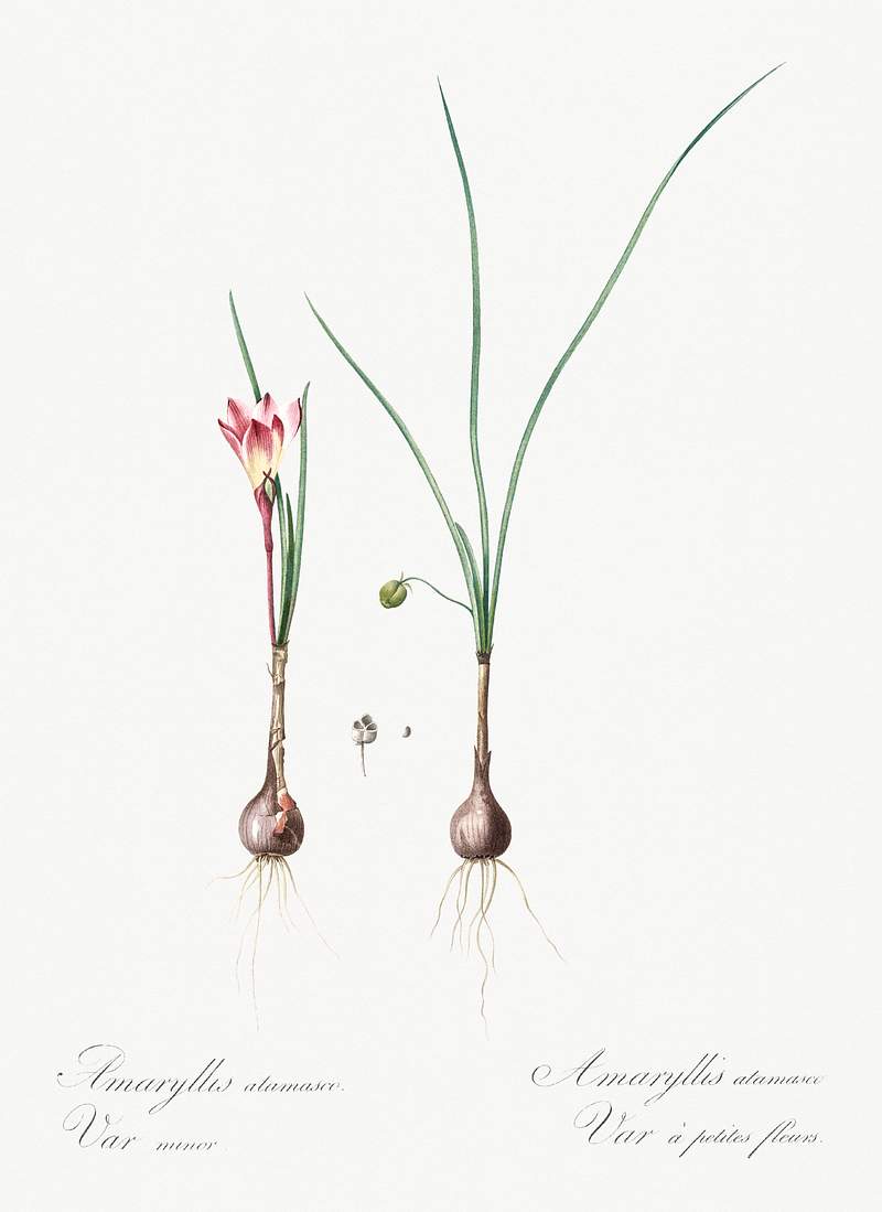 Atamasco lily illustration from Les liliacées (1805) by Pierre Joseph Redouté (1759-1840). Original from New…
