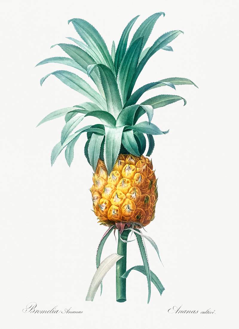 Pineapple illustration from Les liliacées (1805) by Pierre-Joseph Redouté. Original from New York Public…
