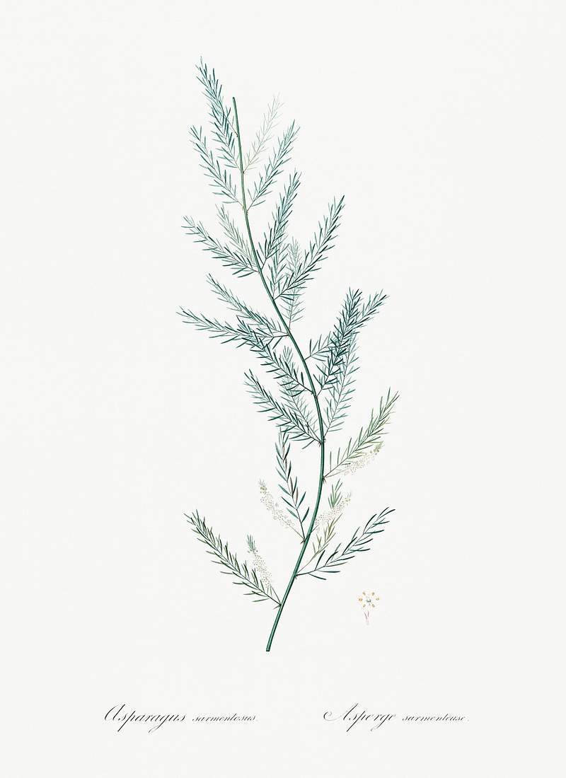 Asparagus sarmentosus illustration from Les liliacées (1805) by Pierre Joseph Redouté (1759-1840). Original…