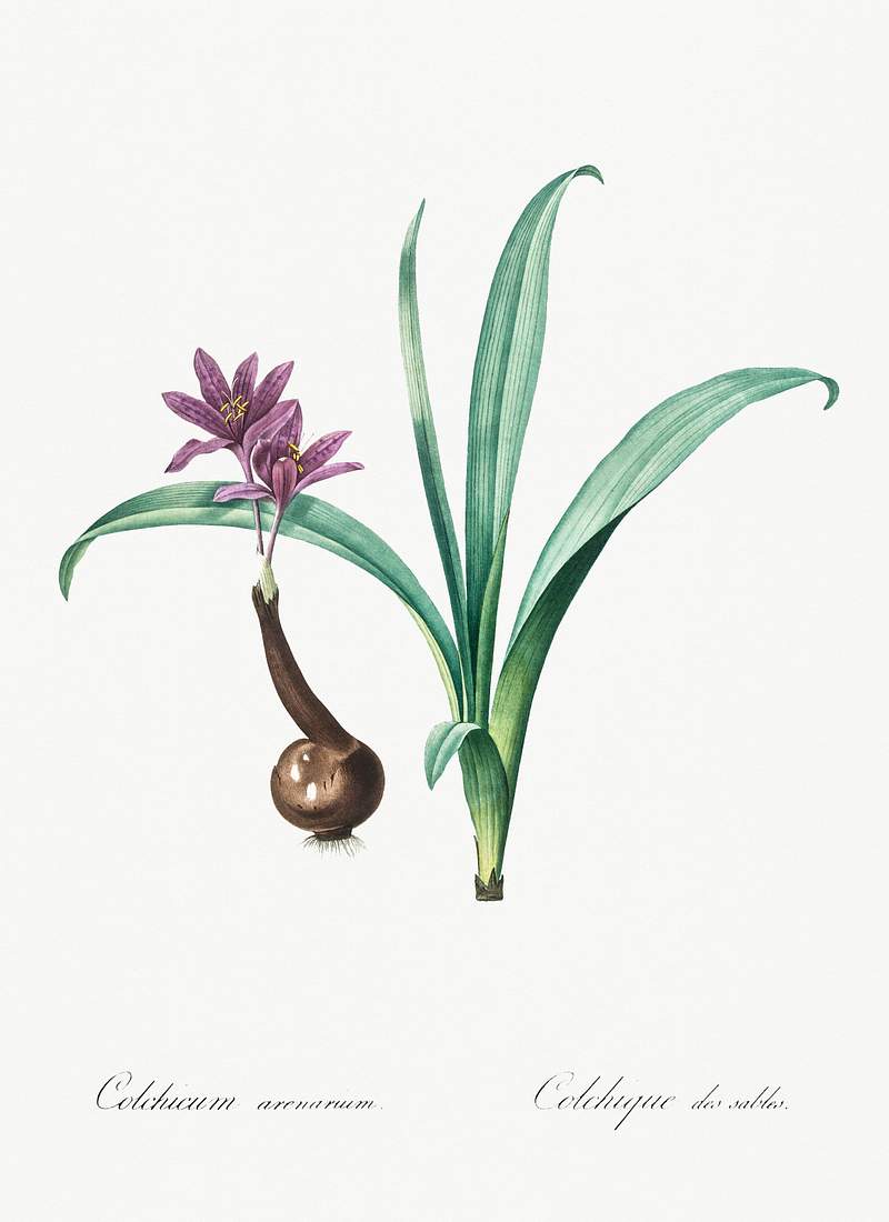 Alpine autumn crocus illustration from Les liliacées (1805) by Pierre Joseph Redouté (1759-1840). Original from…