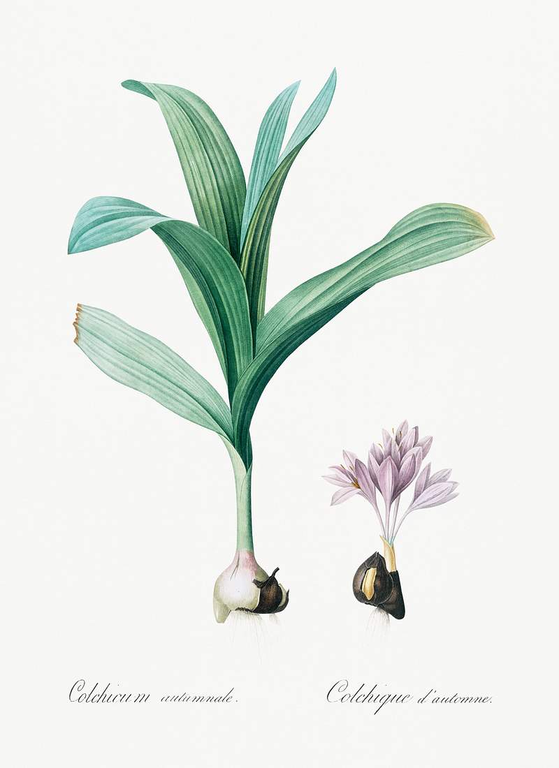 Autumn crocus illustration from Les liliacées (1805) by Pierre-Joseph Redouté. Original from New York Public…