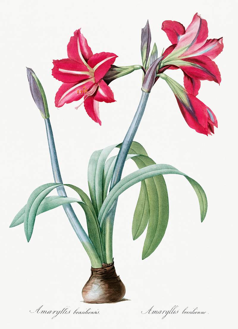 Brazilian amaryllis illustration from Les liliacées (1805) by Pierre-Joseph Redouté. Original from New York…