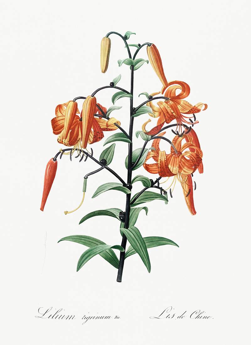 Tiger lily illustration from Les liliacées (1805) by Pierre-Joseph Redouté. Original from New York Public…