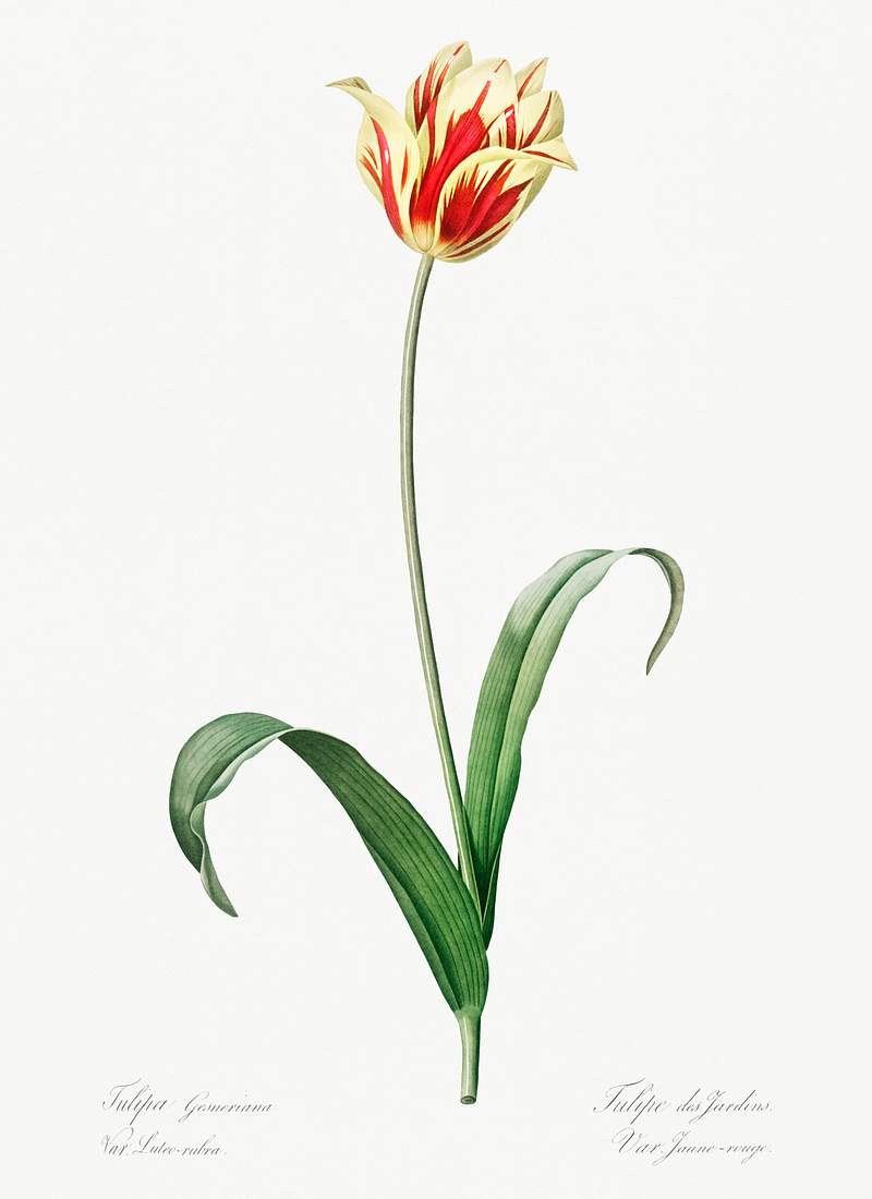 Didier's tulip illustration from Les liliacées (1805) by Pierre Joseph Redouté (1759-1840). Original from New…