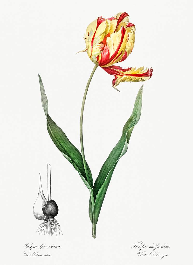Didier's tulip illustration from Les liliacées (1805) by Pierre-Joseph Redouté. Original from New York Public…