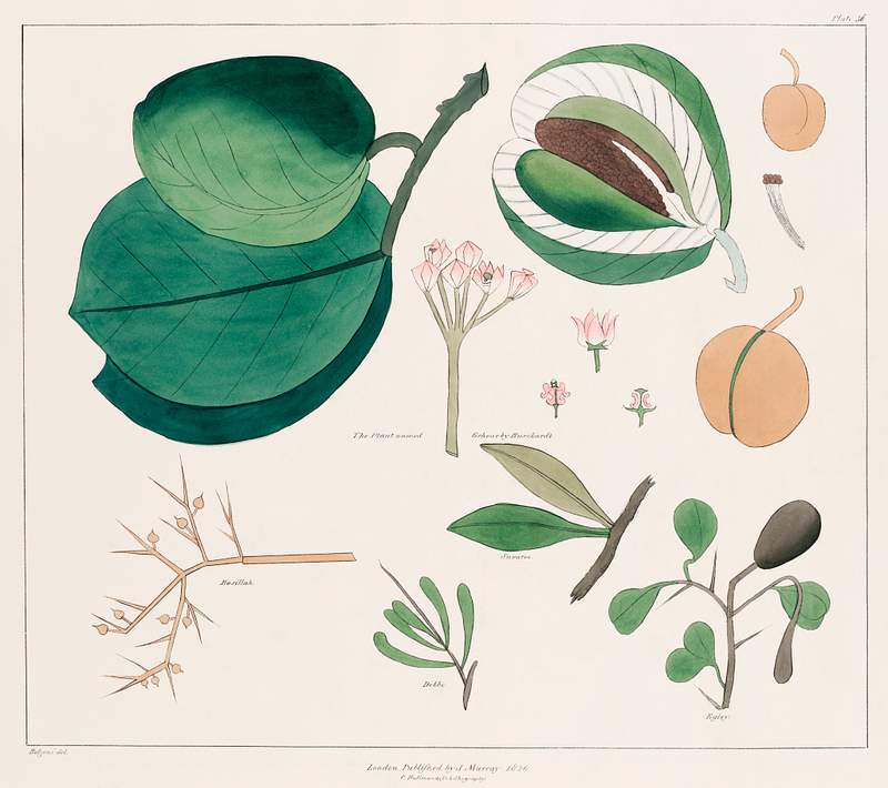 Tropical Plants illustration from the kings tombs in Thebes by Giovanni Battista Belzoni (1778-1823) from Plates illustrative…