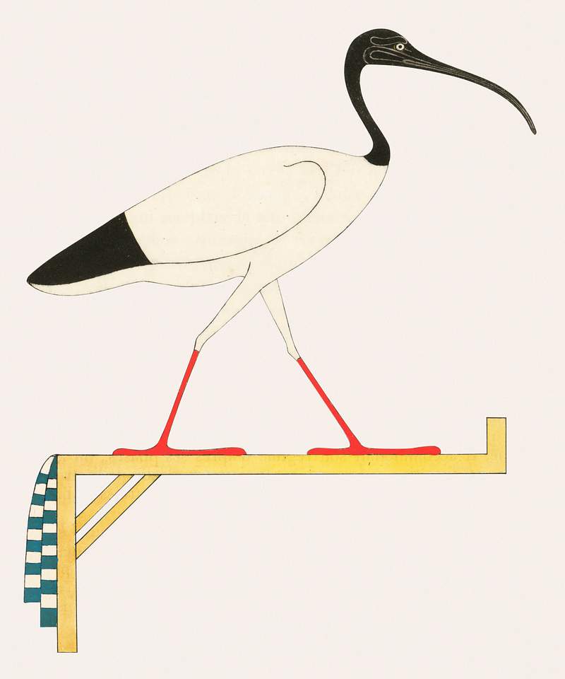 Ibis, emblem of Thoth illustration from Pantheon Egyptien (1823-1825) by Leon Jean Joseph Dubois (1780-1846). Original from…