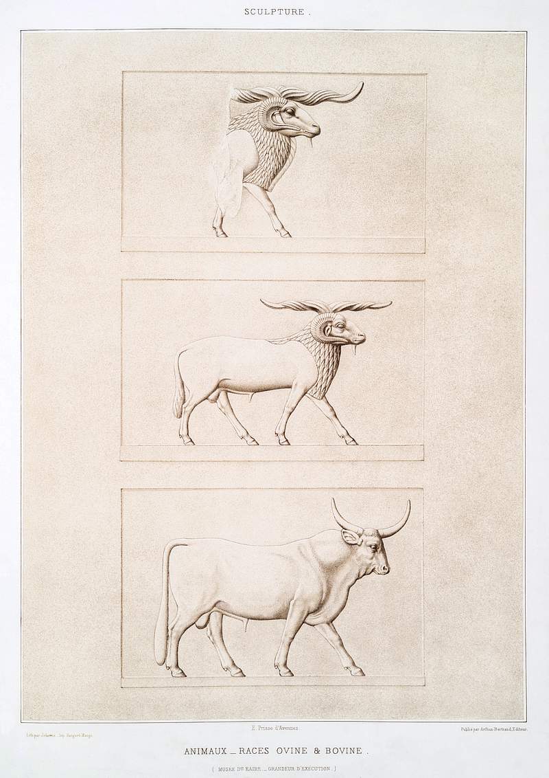 Animals - Sheep & cattle breeds from Histoire de l'art égyptien (1878) by Émile Prisse d'Avennes. Original from…