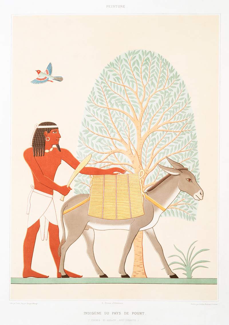 Native of the Land of Punt from Histoire de l'art égyptien (1878) by Émile Prisse d'Avennes. Original from The…