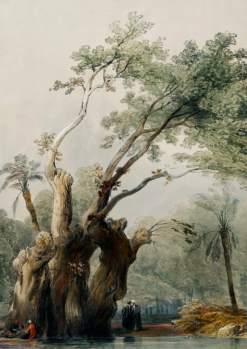 The holy tree of Metereah illustration by David Roberts (1796–1864). Original from The New York Public Library.…