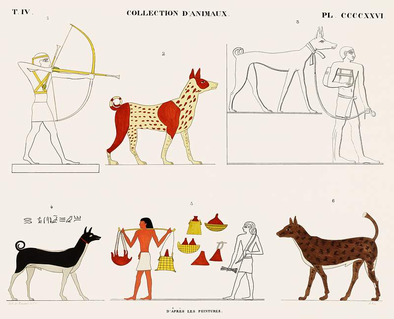 Collection of animals from the paintings from Monuments de l'Égypte et de la Nubie (1835–1845) by Jean…