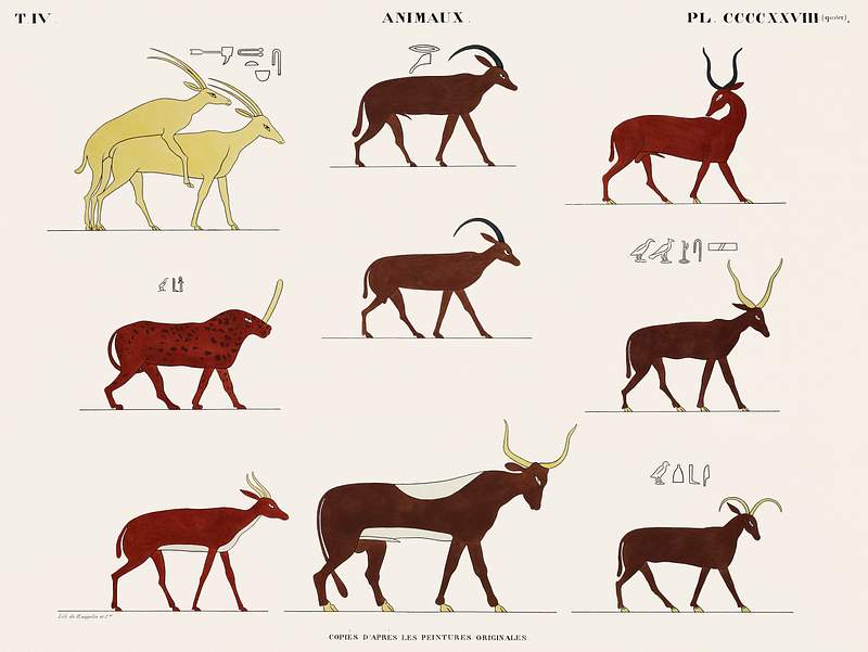 Animals copied from the original paintings from Monuments de l'Égypte et de la Nubie (1835–1845) by Jean…