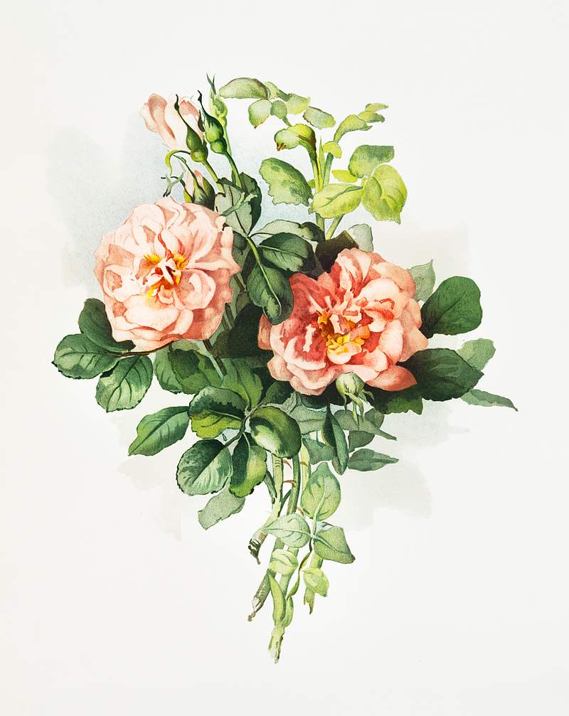 Blush rose from The Miriam and Ira D. Wallach Division Of Art, Prints and Photographs: Picture Collection published by L.…